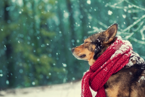 obrazek mw��pmrozy, czyli jak chronić zwierzęta podczas niskich temperatur? wiecej