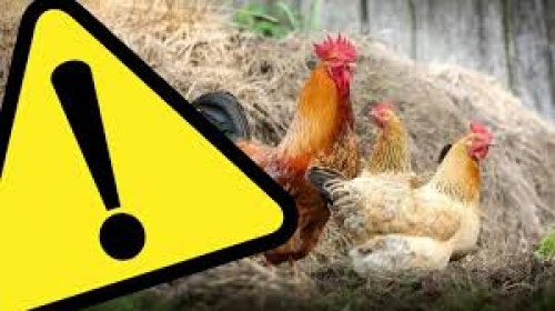 obrazek uwcsye grypa wiecej
